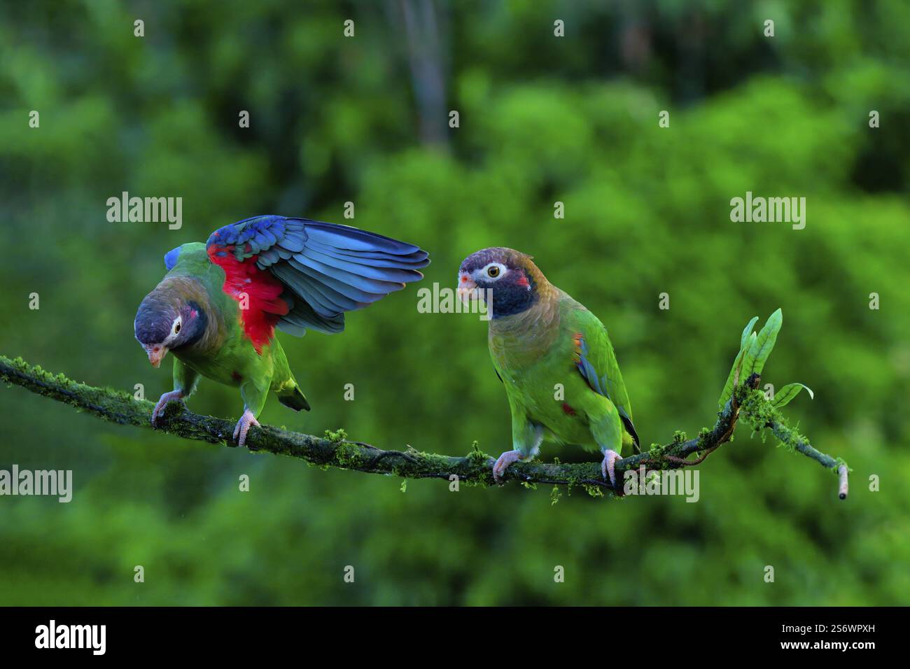 Due pappagalli con cappuccio marrone (Pyrilia haematotis) seduti su un ramo, uno con ali aperte, Costa Rica, America centrale Foto Stock