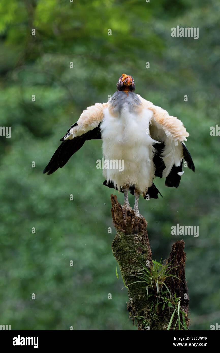 Avvoltoio re (Sarcoramphus papa) arroccato su un tronco d'albero, Costa Rica, America centrale Foto Stock