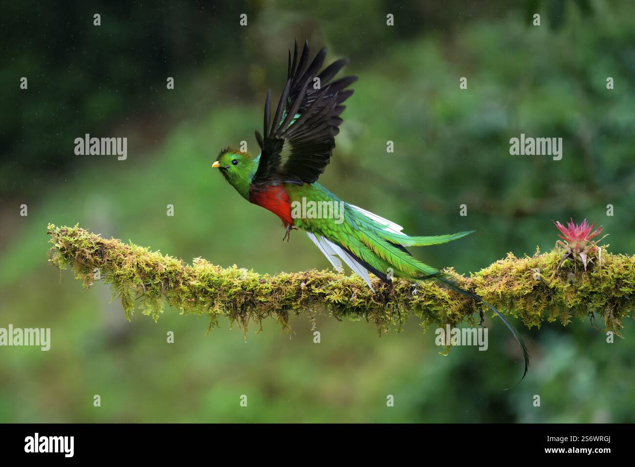 Quetzal risplendente maschile (Pharomachrus mocinno) in volo, Costa Rica, America centrale Foto Stock