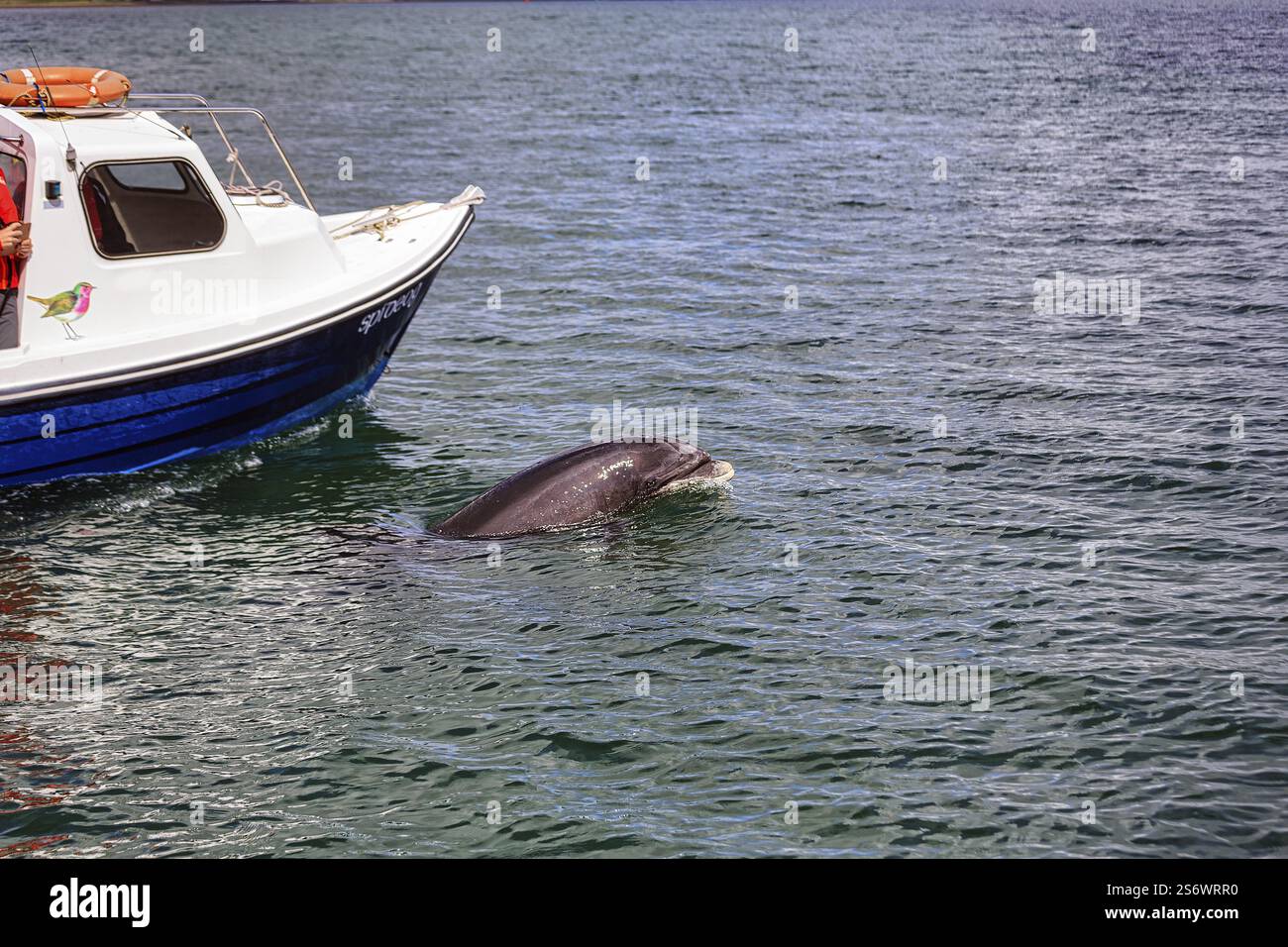 La famosa funivia dei delfini nuota accanto a una barca, un tour in barca, avvistamento di delfini e balene, Dingle Bay, Dingle Peninsula, County Kerry, Slea Head Drive, selvaggio A. Foto Stock