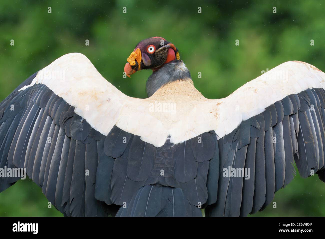 Avvoltoio re (Sarcoramphus papa) che asciuga le ali, il ritratto, Costa Rica, America centrale Foto Stock