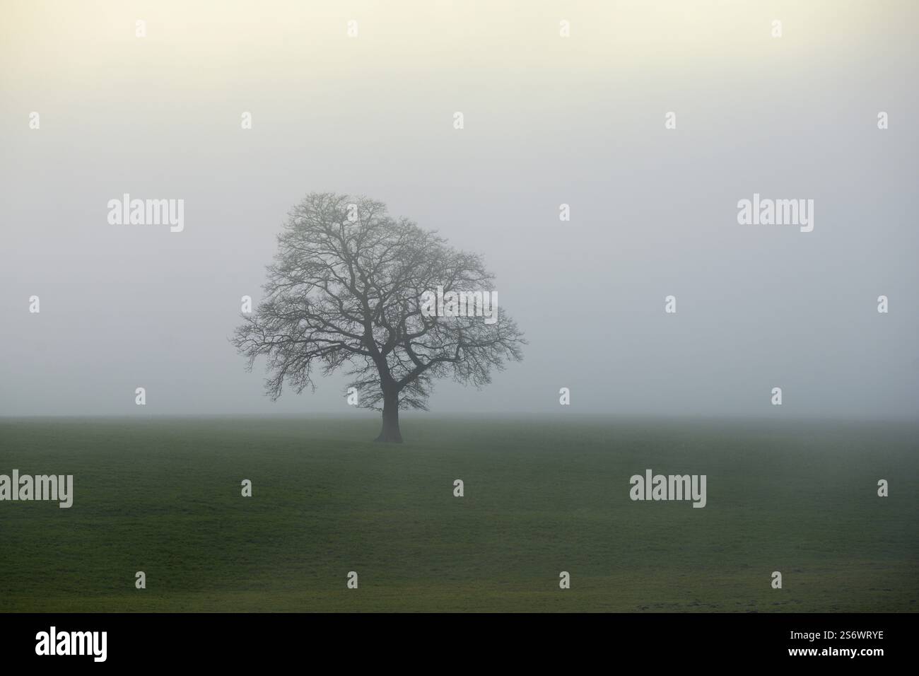 Quercia inglese (Quercus robur, Quercus petraea), nella nebbia, Lindenberg, Schlatt, Cantone Lucerna, Svizzera, Europa Foto Stock