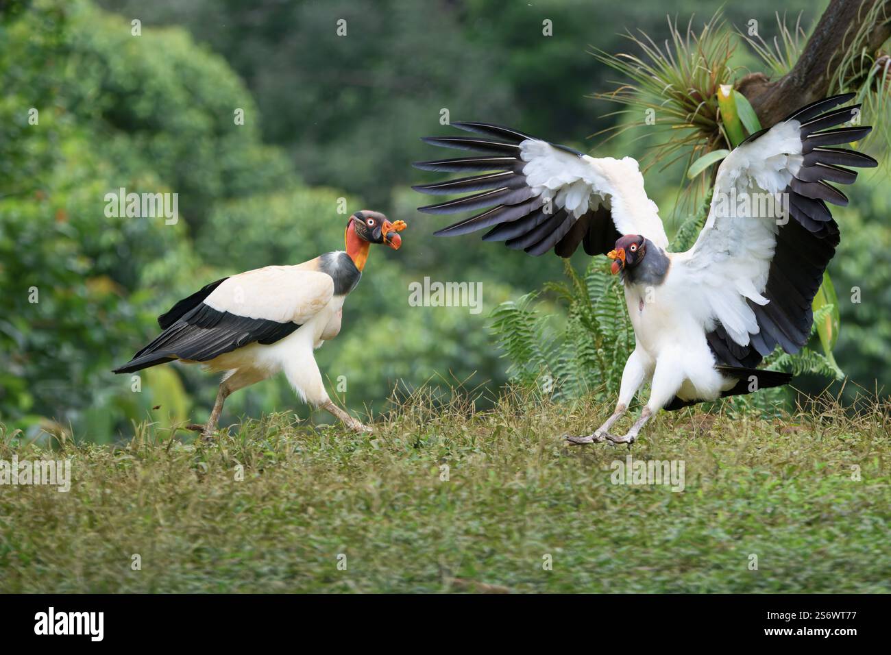 Flying King avvoltoio (Sarcoramphus papa), Costa Rica, America centrale Foto Stock