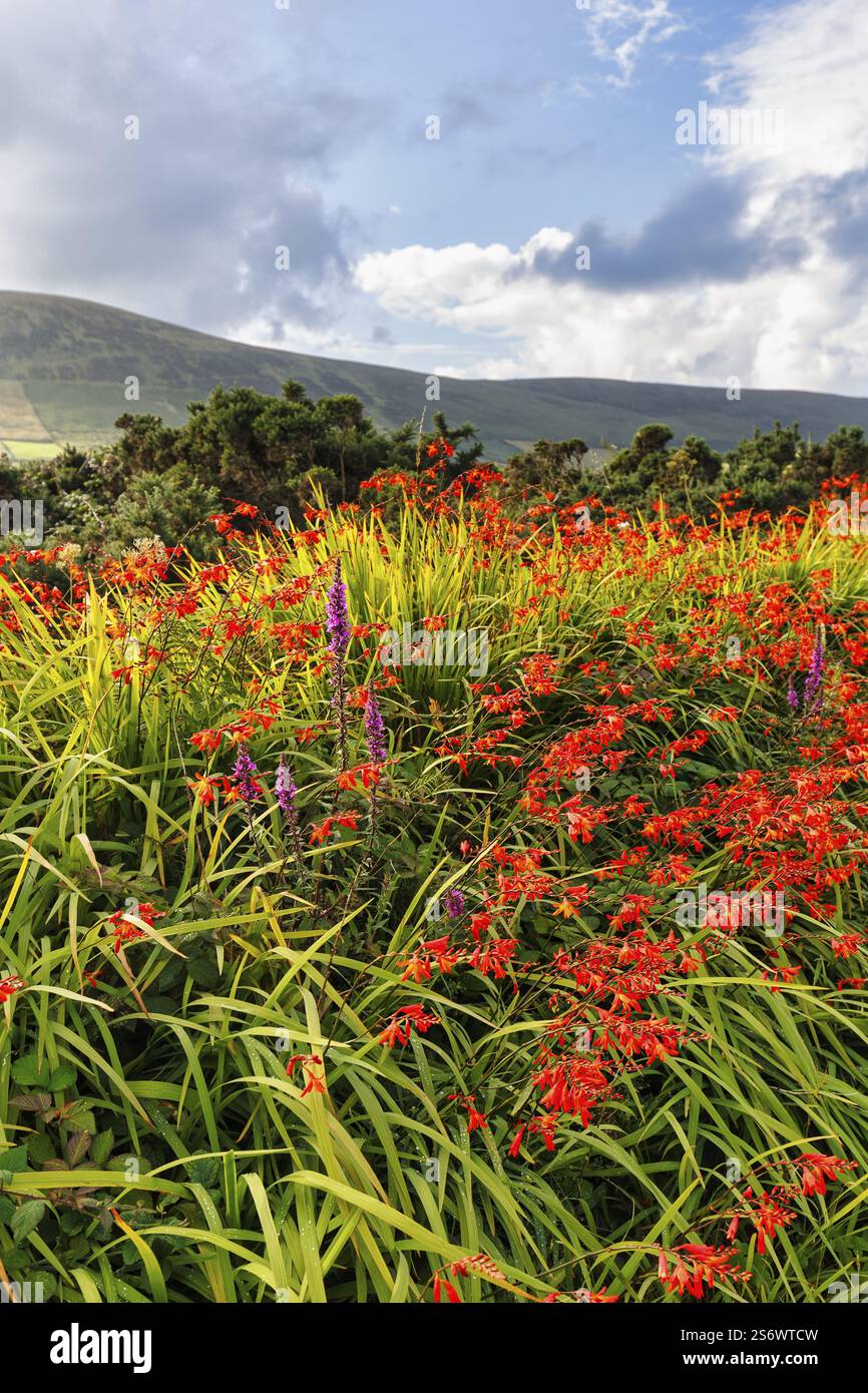 Fioritura di Montbretia (Crocosmia), Dingle, Penisola di Dingle, Contea di Kerry, Slea Head Drive, Wild Atlantic Way, Irlanda, Europa Foto Stock