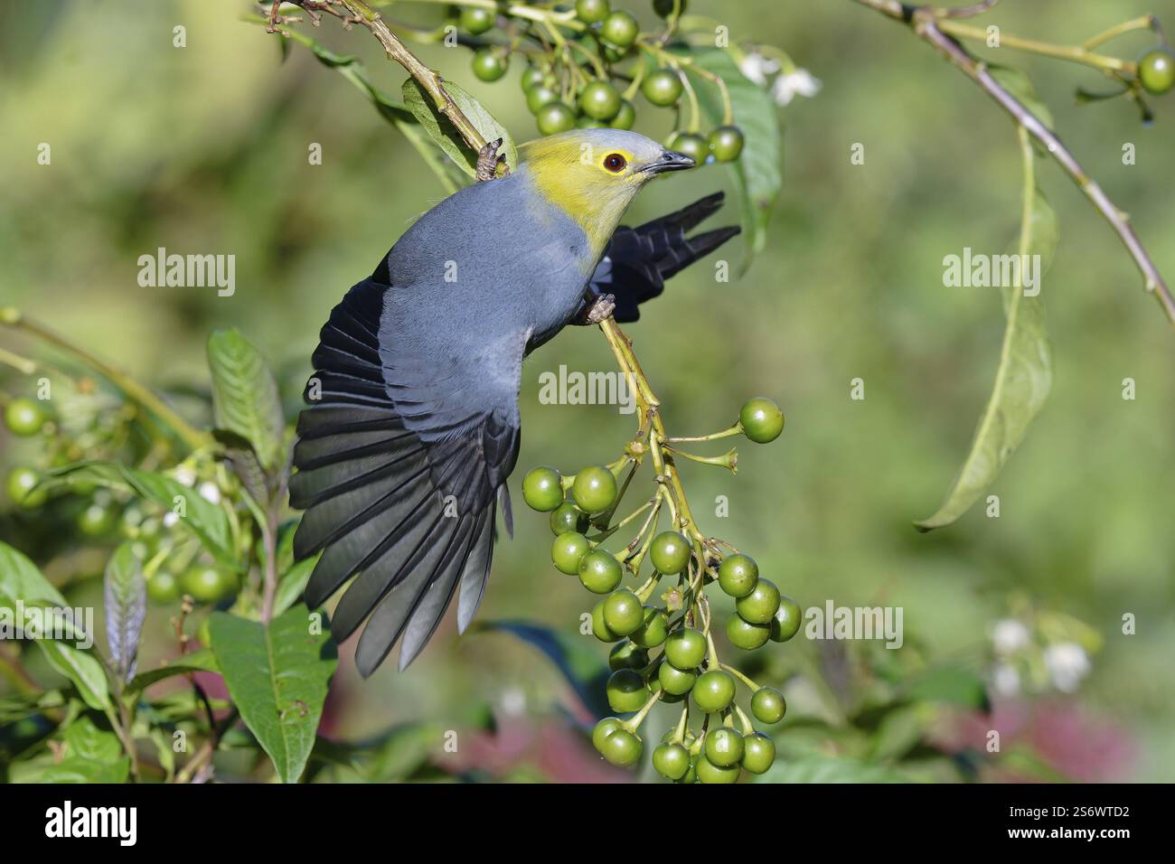 Silky-flycatcher dalla coda lunga, Ptiliogonys caudatus che si nutre di frutti di bosco di Twoleaf, Costa Rica, America centrale Foto Stock