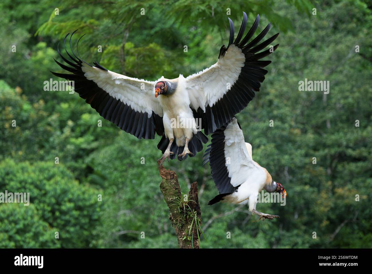 Flying King avvoltoio (Sarcoramphus papa), Costa Rica, America centrale Foto Stock
