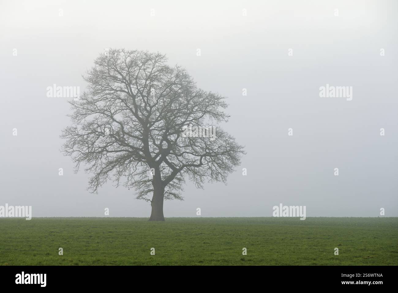 Quercia inglese (Quercus robur, Quercus petraea), nella nebbia, Lindenberg, Schlatt, Cantone Lucerna, Svizzera, Europa Foto Stock