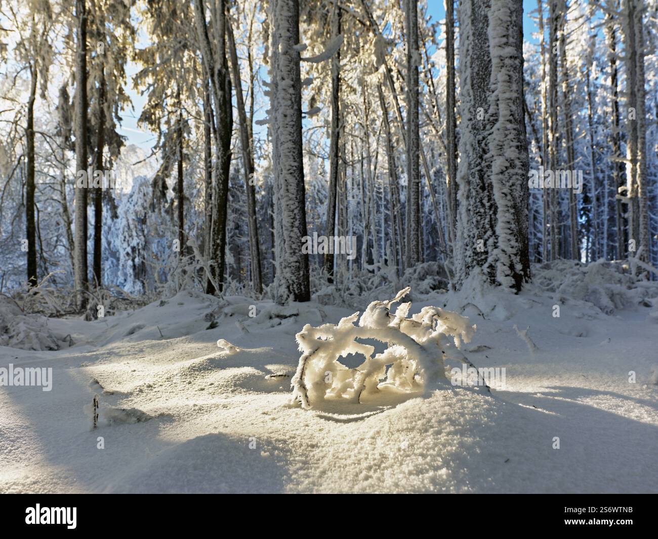 Foresta nella neve e nella gelata, Horben, Beinwil, Freiamt, Canton Argovia, Svizzera, Europa Foto Stock