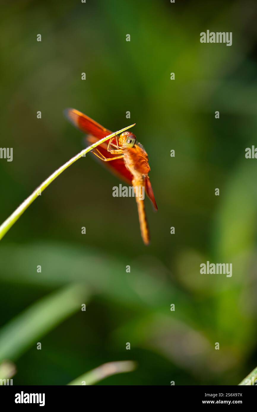 Piccola libellula rossastra di colore dorato seduta in una pianta nel soleggiato giardino esterno Foto Stock