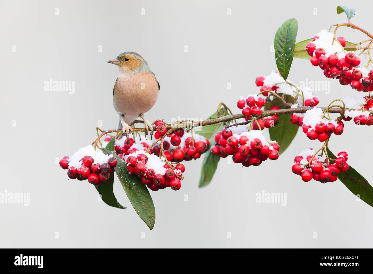 Pannocchie comuni di Fringilla, maschio adulto arroccato sulla diramazione di cotoneaster innevata, Suffolk, Inghilterra, gennaio Foto Stock