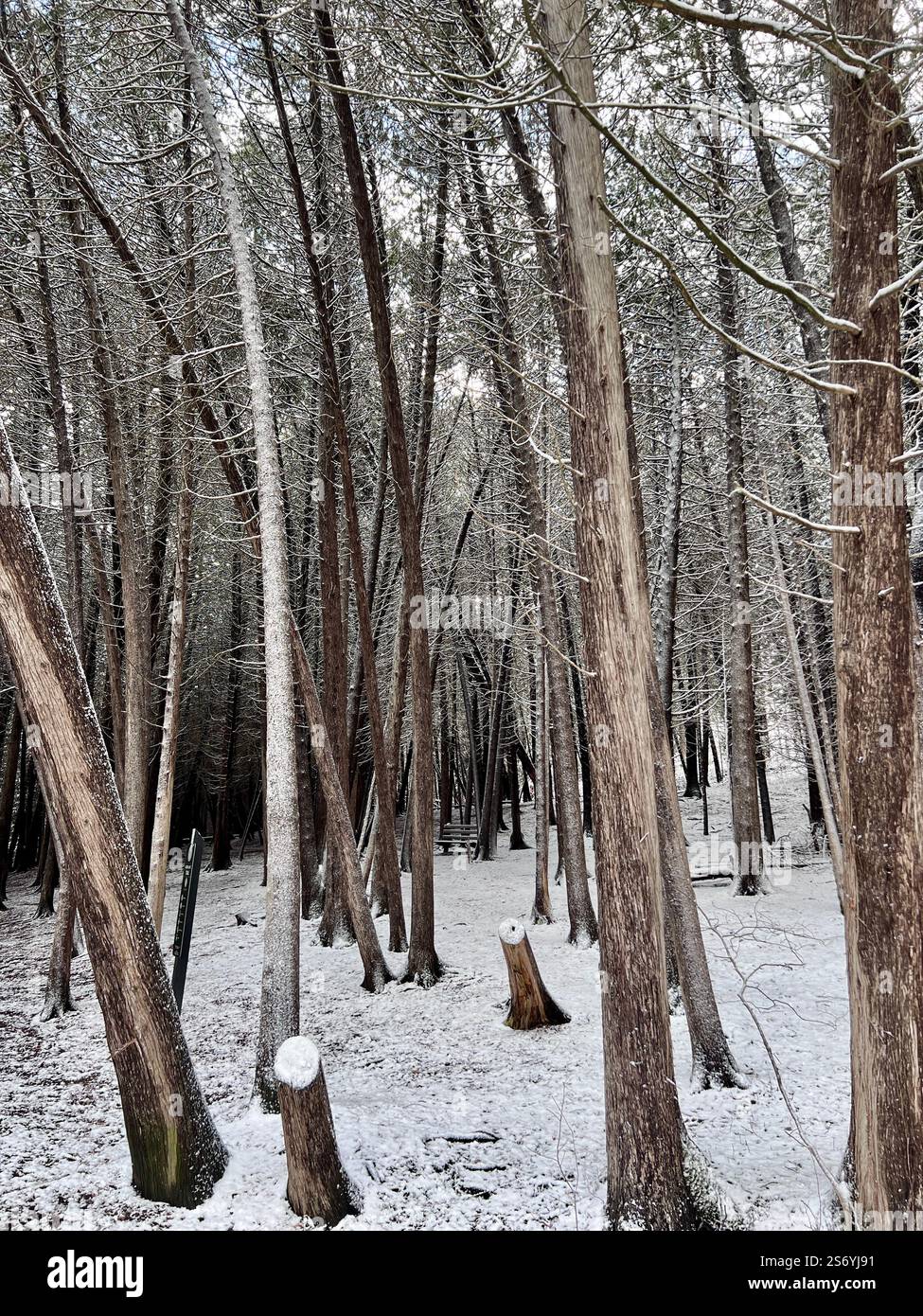 Bosco innevato con alberi alti, e senza panchina. Primo piano di alti pini e abeti rossi in un bosco innevato con una panchina del parco durante il giorno Foto Stock