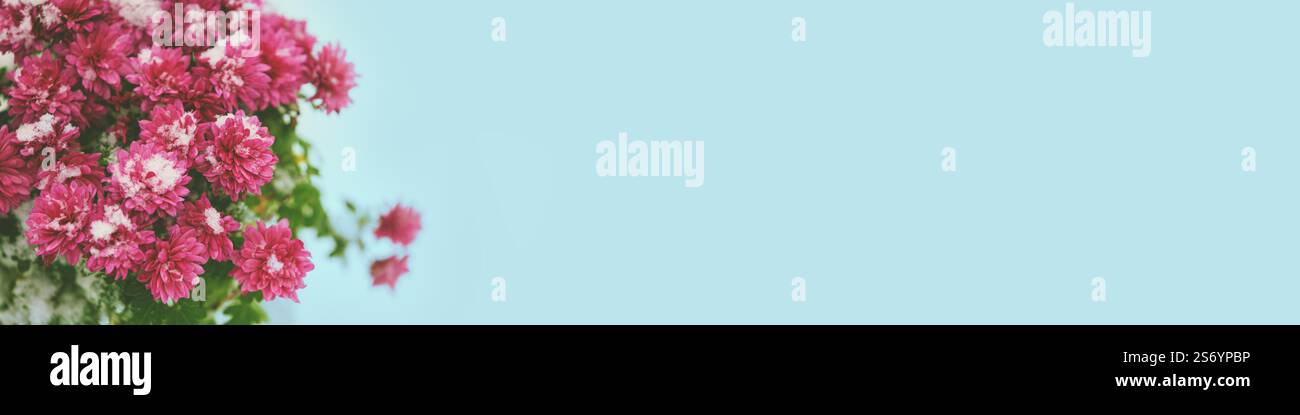 Fiori di margherita rosa ricoperti di neve in inverno su sfondo grigio blu. Striscione orizzontale Foto Stock
