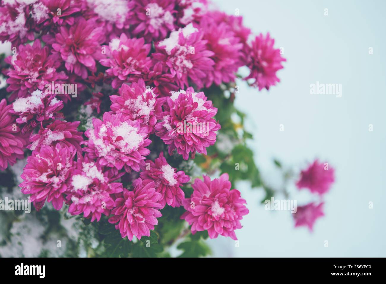 Fiori di margherita rosa ricoperti di neve in inverno su sfondo grigio blu Foto Stock