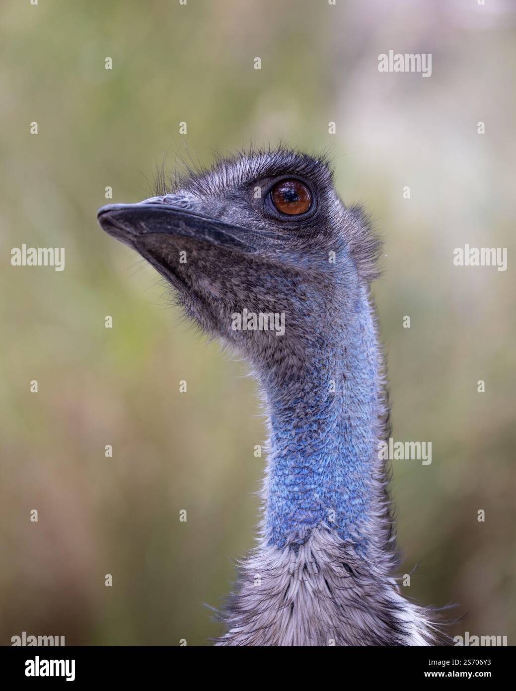 EMU Australian Large Fllightless Native Bird Foto Stock