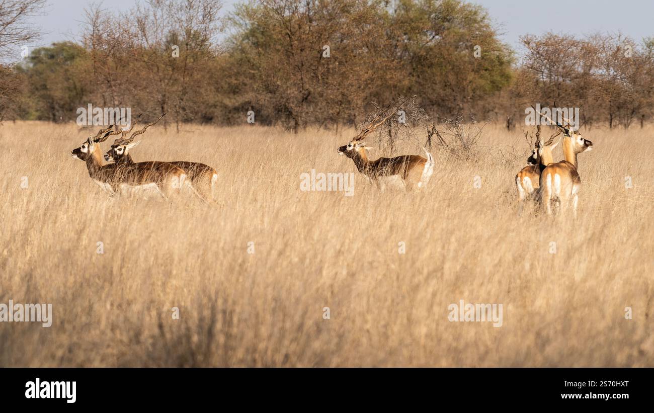 Il tal Chappar Wildlife Sanctuary nel Rajasthan è un paradiso per i blackbucks. Queste graziose antilopi sono note per il loro caratteristico rivestimento bianco e nero Foto Stock