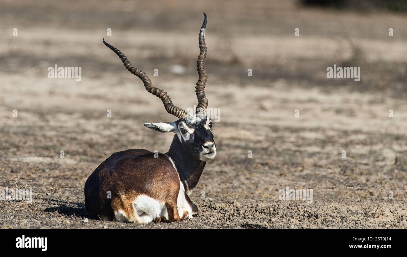 Il tal Chappar Wildlife Sanctuary nel Rajasthan è un paradiso per i blackbucks. Queste graziose antilopi sono note per il loro caratteristico rivestimento bianco e nero Foto Stock