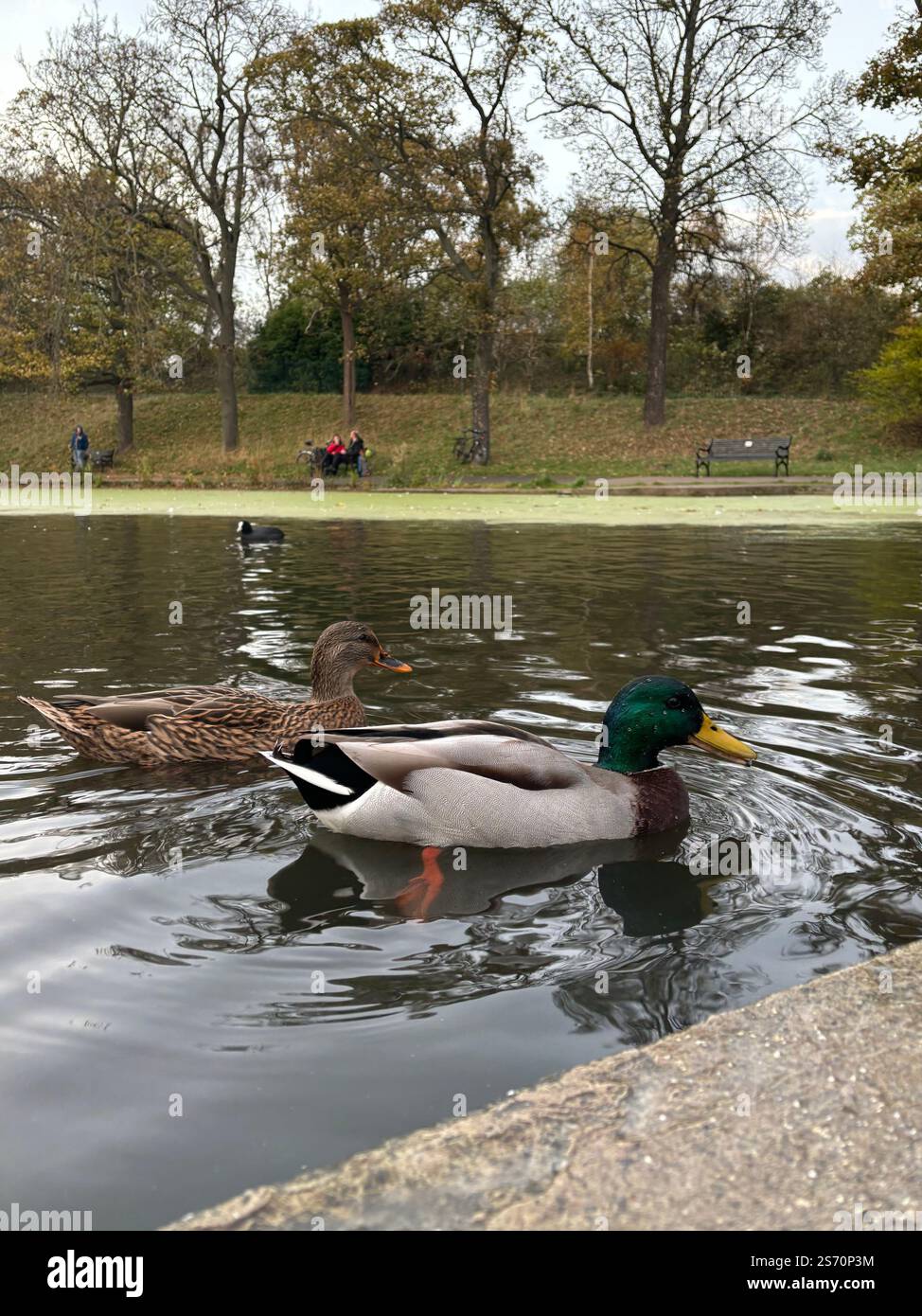 Anatre a Inverleith Park. - Immagine stock catturata con smartphone
