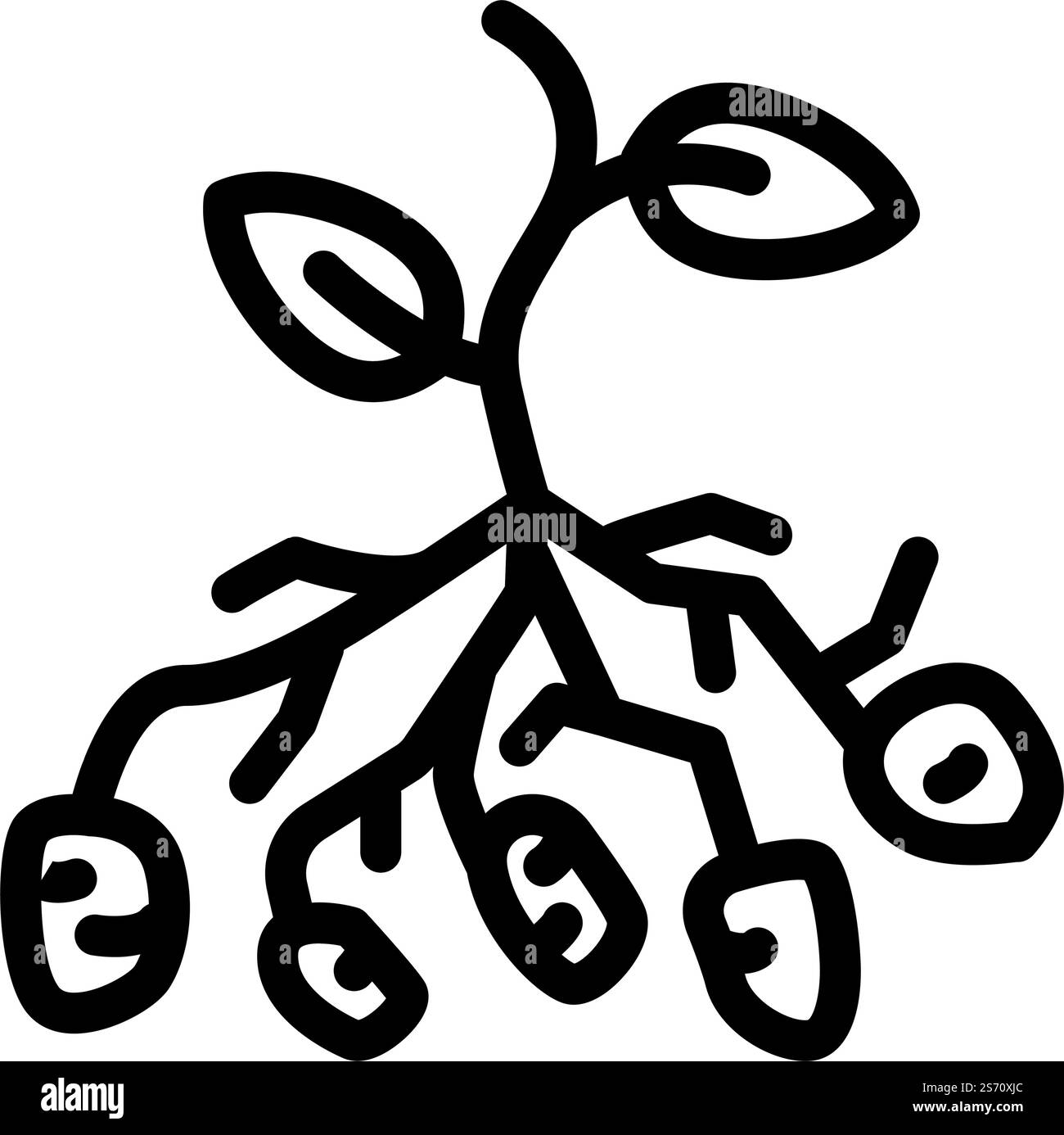 vettore icona della linea vegetale del cespuglio di patate. cartello della pianta del cespuglio di patate. illustrazione nera del simbolo del contorno isolato. illustrazione vettoriale dell'icona della linea vegetale della patata Illustrazione Vettoriale