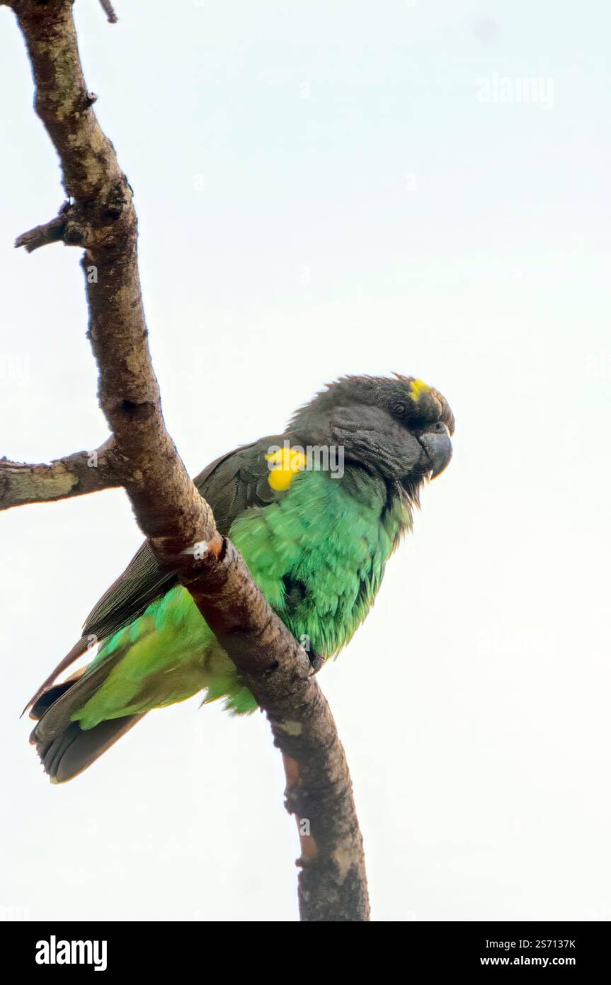 Il pappagallo di Mayer (Poicephalus mayeri) di Maasai Mara, kenya. Foto Stock