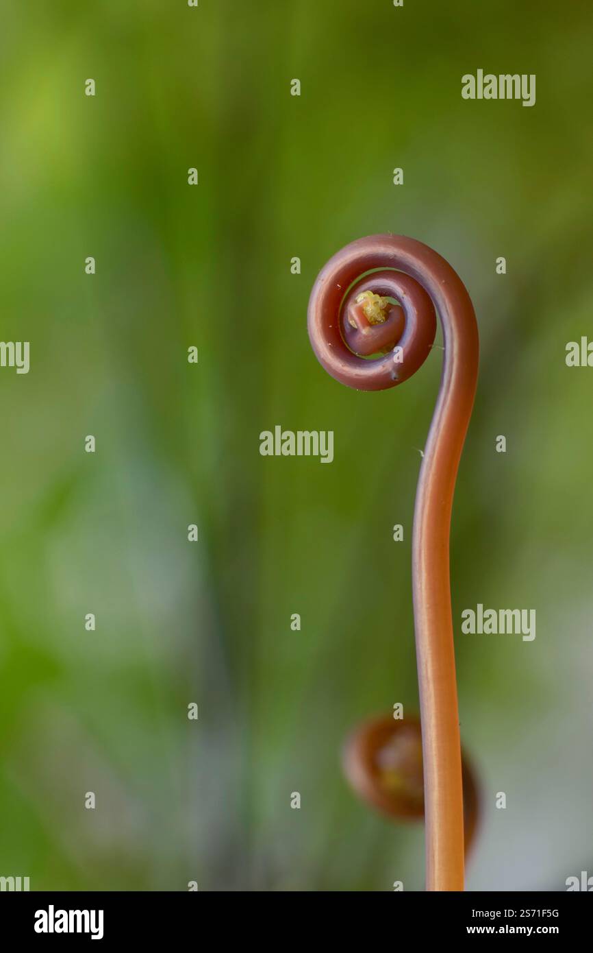 Foglie di piante che crescono con dettagli a spirale, macro-fotografia in posizione verticale Foto Stock