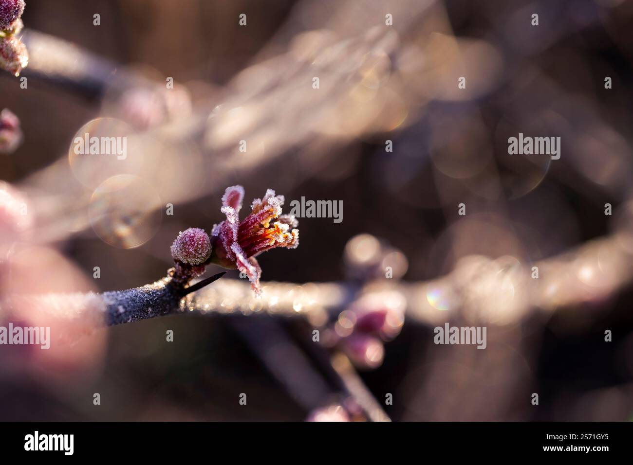 I fiori di cotogna smerigliati alla luce del sole creano un'armonia visiva tra luce e consistenza. Foto Stock