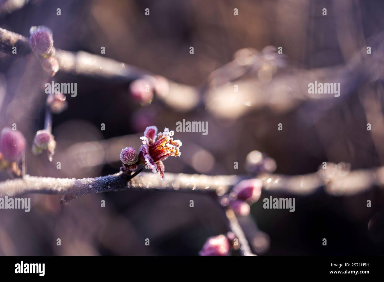 La gelata sui fiori di cotogna contrasta splendidamente con la luce del sole, mostrando il fascino dell'inverno. Foto Stock