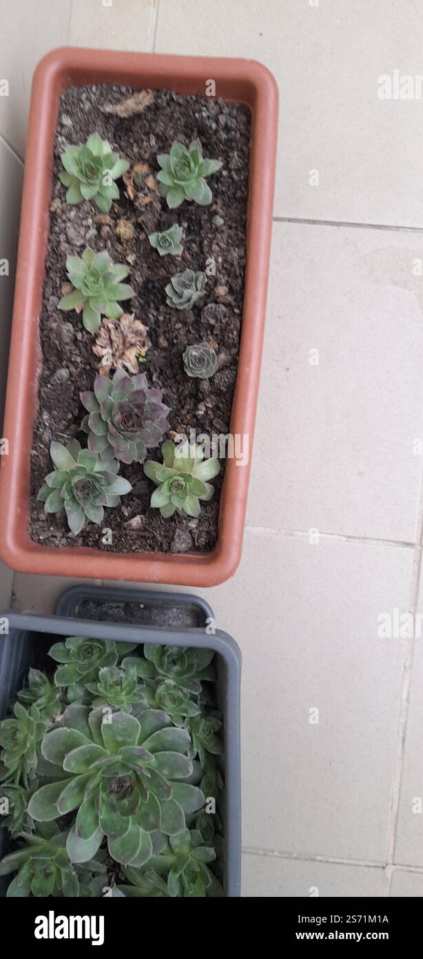La mia bellissima collezione "Black Prince" di Echeveria. stanno crescendo e fiorendo nel mio balcone. Le Echeverias formano splendide rosette in un'ampia varietà di forme e colori. Sempervivum tectorum . succulente. Clade: Tracheophytes , Angiosperms , Eudicots / ordine : Saxifragales / famiglia: Crassulaceae / sottofamiglia: Sempervivoideae / tribù: Semperviveae / genere: Sempervivum / Magnoliophyta / Core eudicots / Fali kövirózsa / Sempervivum tectorum / Dach-Hauswurz / Siempreviva de los tejados / siempreviva común / Joubarbe des toits / Barbe de Jupurz / Hauswurz / Gewöhnliche Donurz / Hauswurz / Hauswurz Foto Stock