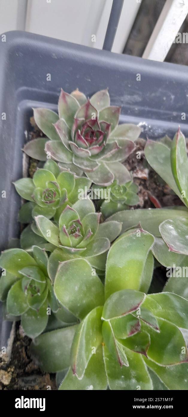 La mia bellissima collezione "Black Prince" di Echeveria. stanno crescendo e fiorendo nel mio balcone. Le Echeverias formano splendide rosette in un'ampia varietà di forme e colori. Sempervivum tectorum . succulente. Clade: Tracheophytes , Angiosperms , Eudicots / ordine : Saxifragales / famiglia: Crassulaceae / sottofamiglia: Sempervivoideae / tribù: Semperviveae / genere: Sempervivum / Magnoliophyta / Core eudicots / Fali kövirózsa / Sempervivum tectorum / Dach-Hauswurz / Siempreviva de los tejados / siempreviva común / Joubarbe des toits / Barbe de Jupurz / Hauswurz / Gewöhnliche Donurz / Hauswurz / Hauswurz Foto Stock