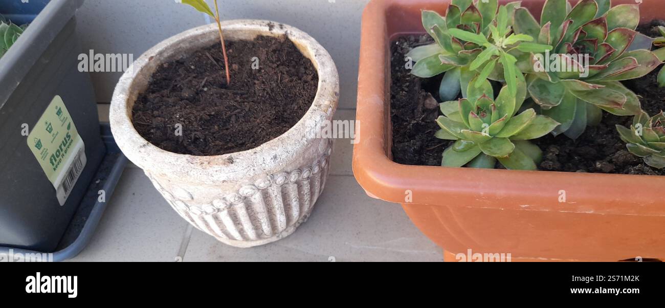La mia bellissima collezione "Black Prince" di Echeveria. stanno crescendo e fiorendo nel mio balcone. Le Echeverias formano splendide rosette in un'ampia varietà di forme e colori. Sempervivum tectorum . succulente. Clade: Tracheophytes , Angiosperms , Eudicots / ordine : Saxifragales / famiglia: Crassulaceae / sottofamiglia: Sempervivoideae / tribù: Semperviveae / genere: Sempervivum / Magnoliophyta / Core eudicots / Fali kövirózsa / Sempervivum tectorum / Dach-Hauswurz / Siempreviva de los tejados / siempreviva común / Joubarbe des toits / Barbe de Jupurz / Hauswurz / Gewöhnliche Donurz / Hauswurz / Hauswurz Foto Stock