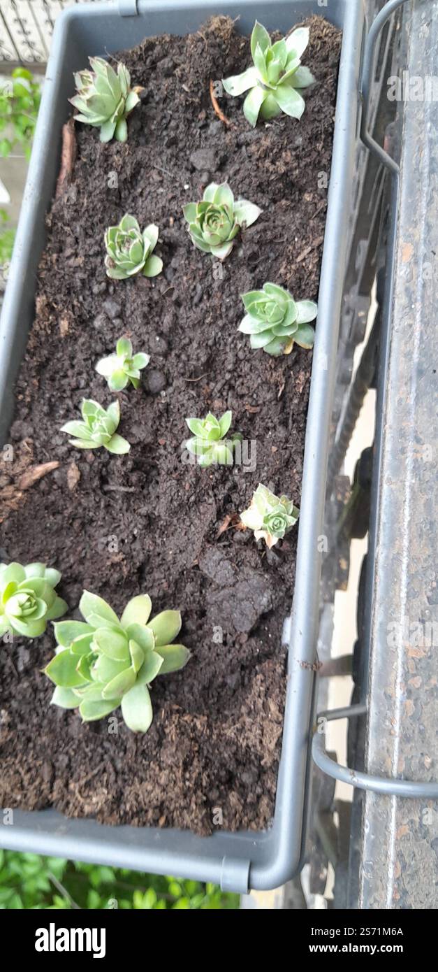 La mia bellissima collezione "Black Prince" di Echeveria. stanno crescendo e fiorendo nel mio balcone. Le Echeverias formano splendide rosette in un'ampia varietà di forme e colori. Sempervivum tectorum . succulente. Clade: Tracheophytes , Angiosperms , Eudicots / ordine : Saxifragales / famiglia: Crassulaceae / sottofamiglia: Sempervivoideae / tribù: Semperviveae / genere: Sempervivum / Magnoliophyta / Core eudicots / Fali kövirózsa / Sempervivum tectorum / Dach-Hauswurz / Siempreviva de los tejados / siempreviva común / Joubarbe des toits / Barbe de Jupurz / Hauswurz / Gewöhnliche Donurz / Hauswurz / Hauswurz Foto Stock