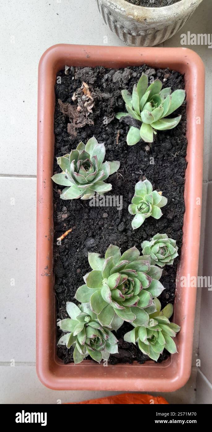 La mia bellissima collezione "Black Prince" di Echeveria. stanno crescendo e fiorendo nel mio balcone. Le Echeverias formano splendide rosette in un'ampia varietà di forme e colori. Sempervivum tectorum . succulente. Clade: Tracheophytes , Angiosperms , Eudicots / ordine : Saxifragales / famiglia: Crassulaceae / sottofamiglia: Sempervivoideae / tribù: Semperviveae / genere: Sempervivum / Magnoliophyta / Core eudicots / Fali kövirózsa / Sempervivum tectorum / Dach-Hauswurz / Siempreviva de los tejados / siempreviva común / Joubarbe des toits / Barbe de Jupurz / Hauswurz / Gewöhnliche Donurz / Hauswurz / Hauswurz Foto Stock