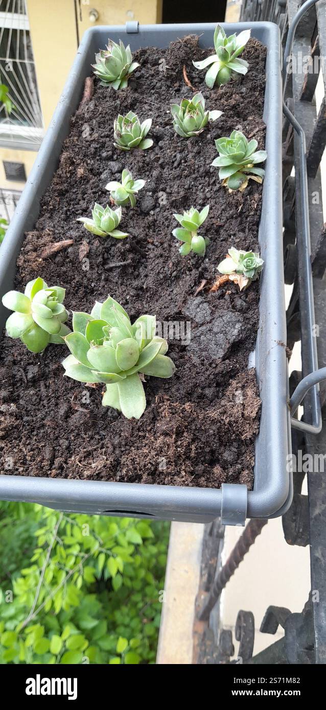 La mia bellissima collezione "Black Prince" di Echeveria. stanno crescendo e fiorendo nel mio balcone. Le Echeverias formano splendide rosette in un'ampia varietà di forme e colori. Sempervivum tectorum . succulente. Clade: Tracheophytes , Angiosperms , Eudicots / ordine : Saxifragales / famiglia: Crassulaceae / sottofamiglia: Sempervivoideae / tribù: Semperviveae / genere: Sempervivum / Magnoliophyta / Core eudicots / Fali kövirózsa / Sempervivum tectorum / Dach-Hauswurz / Siempreviva de los tejados / siempreviva común / Joubarbe des toits / Barbe de Jupurz / Hauswurz / Gewöhnliche Donurz / Hauswurz / Hauswurz Foto Stock