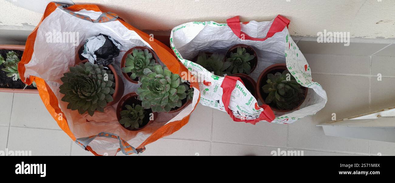 La mia bellissima collezione "Black Prince" di Echeveria. stanno crescendo e fiorendo nel mio balcone. Le Echeverias formano splendide rosette in un'ampia varietà di forme e colori. Sempervivum tectorum . succulente. Clade: Tracheophytes , Angiosperms , Eudicots / ordine : Saxifragales / famiglia: Crassulaceae / sottofamiglia: Sempervivoideae / tribù: Semperviveae / genere: Sempervivum / Magnoliophyta / Core eudicots / Fali kövirózsa / Sempervivum tectorum / Dach-Hauswurz / Siempreviva de los tejados / siempreviva común / Joubarbe des toits / Barbe de Jupurz / Hauswurz / Gewöhnliche Donurz / Hauswurz / Hauswurz Foto Stock