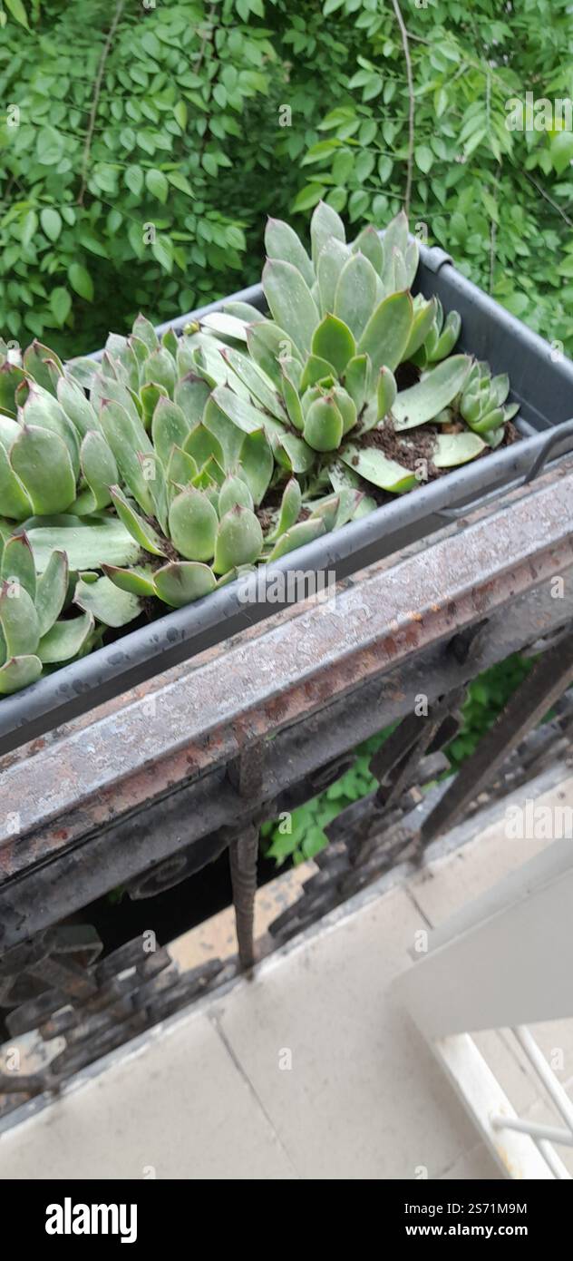 La mia bellissima collezione "Black Prince" di Echeveria. stanno crescendo e fiorendo nel mio balcone. Le Echeverias formano splendide rosette in un'ampia varietà di forme e colori. Sempervivum tectorum . succulente. Clade: Tracheophytes , Angiosperms , Eudicots / ordine : Saxifragales / famiglia: Crassulaceae / sottofamiglia: Sempervivoideae / tribù: Semperviveae / genere: Sempervivum / Magnoliophyta / Core eudicots / Fali kövirózsa / Sempervivum tectorum / Dach-Hauswurz / Siempreviva de los tejados / siempreviva común / Joubarbe des toits / Barbe de Jupurz / Hauswurz / Gewöhnliche Donurz / Hauswurz / Hauswurz Foto Stock