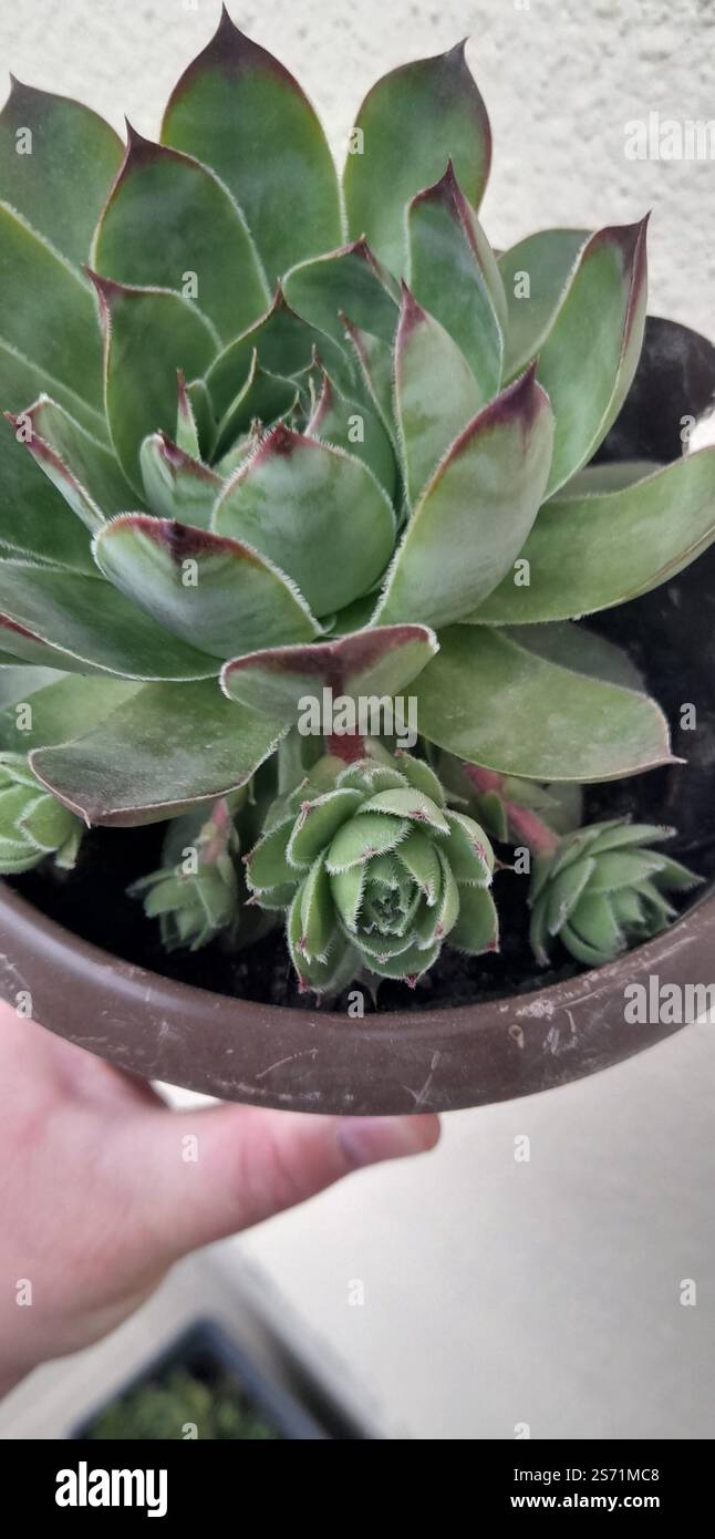 La mia bellissima collezione "Black Prince" di Echeveria. stanno crescendo e fiorendo nel mio balcone. Le Echeverias formano splendide rosette in un'ampia varietà di forme e colori. Sempervivum tectorum . succulente. Clade: Tracheophytes , Angiosperms , Eudicots / ordine : Saxifragales / famiglia: Crassulaceae / sottofamiglia: Sempervivoideae / tribù: Semperviveae / genere: Sempervivum / Magnoliophyta / Core eudicots / Fali kövirózsa / Sempervivum tectorum / Dach-Hauswurz / Siempreviva de los tejados / siempreviva común / Joubarbe des toits / Barbe de Jupurz / Hauswurz / Gewöhnliche Donurz / Hauswurz / Hauswurz Foto Stock