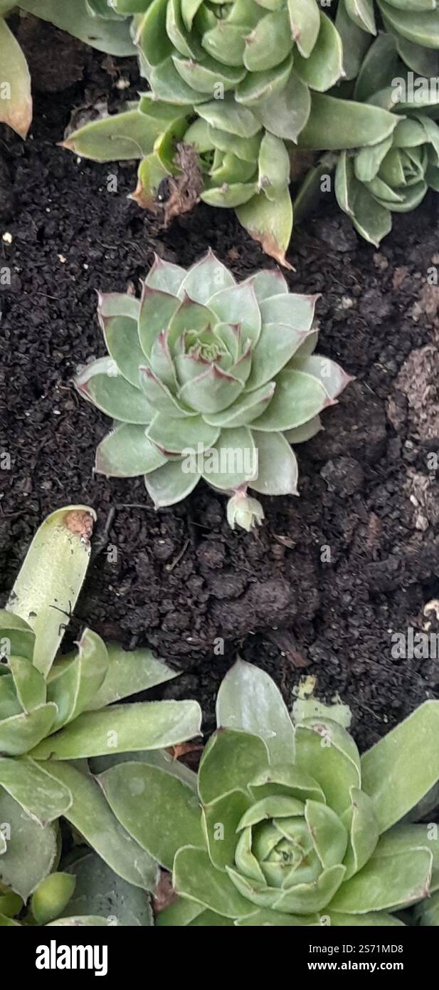 La mia bellissima collezione "Black Prince" di Echeveria. stanno crescendo e fiorendo nel mio balcone. Le Echeverias formano splendide rosette in un'ampia varietà di forme e colori. Sempervivum tectorum . succulente. Clade: Tracheophytes , Angiosperms , Eudicots / ordine : Saxifragales / famiglia: Crassulaceae / sottofamiglia: Sempervivoideae / tribù: Semperviveae / genere: Sempervivum / Magnoliophyta / Core eudicots / Fali kövirózsa / Sempervivum tectorum / Dach-Hauswurz / Siempreviva de los tejados / siempreviva común / Joubarbe des toits / Barbe de Jupurz / Hauswurz / Gewöhnliche Donurz / Hauswurz / Hauswurz Foto Stock