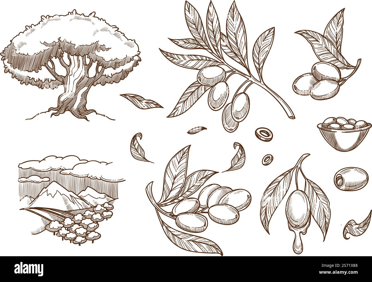 Coltivazione e raccolta di olive in campagna, prodotti biologici e naturali. Albero con rami e verdure mature, dieta e nutrizione sana. Contorno dello schizzo monocromatico. Vettore in stile piatto. Coltivazione e raccolta delle olive nel campo delle piantagioni Illustrazione Vettoriale