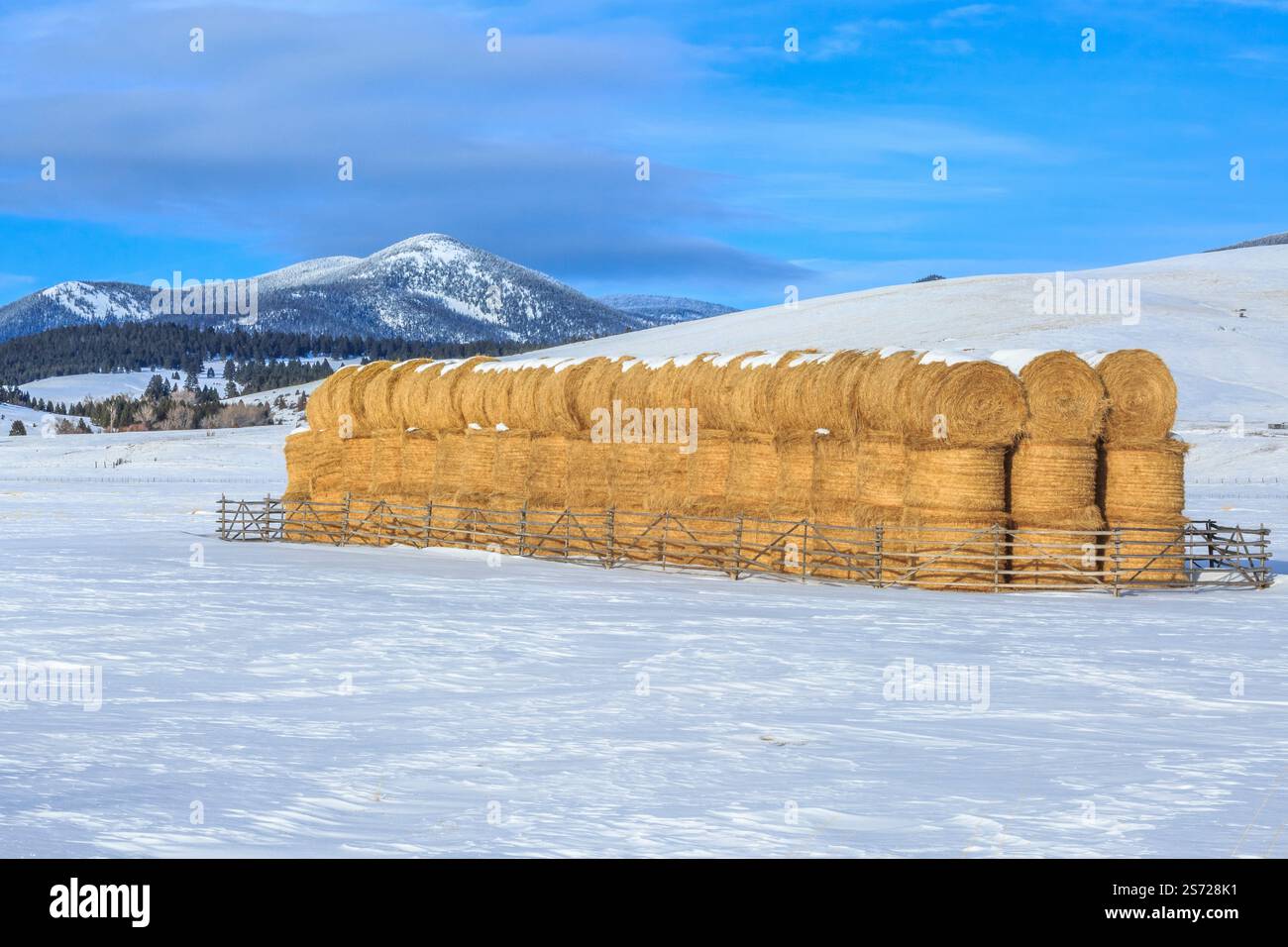 balle di fieno in inverno impilate sotto la montagna nera lungo lo spartiacque continentale vicino ad avon, montana Foto Stock