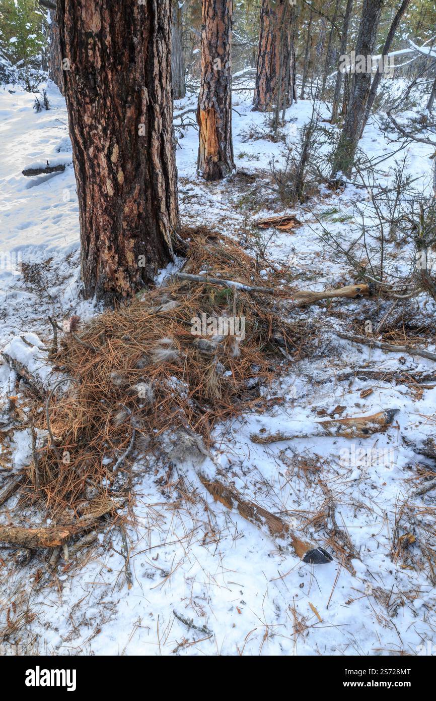 sepoltura di un alce uccisa da un leone di montagna nella valle dei piedi neri vicino a ovando, montana Foto Stock