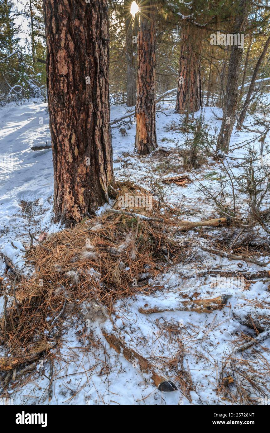 sepoltura di un alce uccisa da un leone di montagna nella valle dei piedi neri vicino a ovando, montana Foto Stock