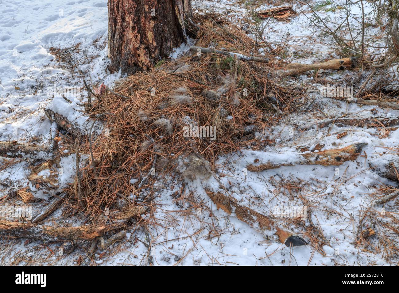sepoltura di un alce uccisa da un leone di montagna nella valle dei piedi neri vicino a ovando, montana Foto Stock