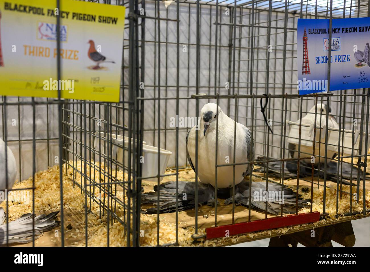 Blackpool, Regno Unito. 18 gennaio 2025. Il British Homing World Show of the Year è un evento di due giorni che si tiene ogni gennaio ai Winter Gardens di Blackpool. Quest'anno, il nostro 53° Show, l'evento attirerà visitatori da ogni regione del Regno Unito e da tutto il mondo. È il momento clou dell'anno per i piccioni fanciers, che vengono da tutto il Regno Unito e l'Irlanda per mostrare i loro uccelli, riunirsi con vecchi amici e farne di nuovi come parte di una celebrazione storica della comunità. Crediti: Mary-Lu Bakker/Alamy Live News Foto Stock