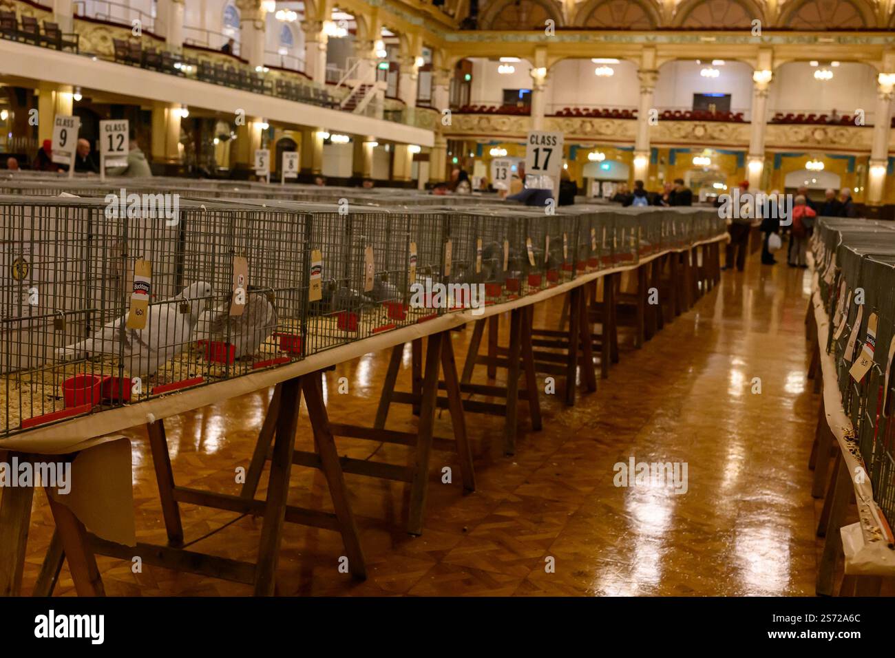 Blackpool, Regno Unito. 18 gennaio 2025. Il British Homing World Show of the Year è un evento di due giorni che si tiene ogni gennaio ai Winter Gardens di Blackpool. Quest'anno, il nostro 53° Show, l'evento attirerà visitatori da ogni regione del Regno Unito e da tutto il mondo. È il momento clou dell'anno per i piccioni fanciers, che vengono da tutto il Regno Unito e l'Irlanda per mostrare i loro uccelli, riunirsi con vecchi amici e farne di nuovi come parte di una celebrazione storica della comunità. Crediti: Mary-Lu Bakker/Alamy Live News Foto Stock