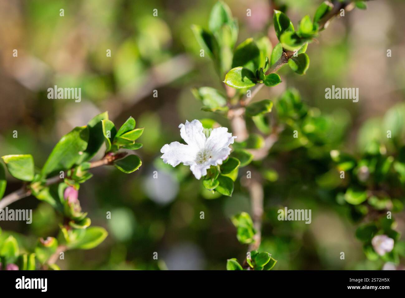 Serissa japonica, o albero di mille stelle, è un arbusto sempreverde in fiore originario dei boschi tropicali del sud-est asiatico. Piccoli fiori bianchi Foto Stock