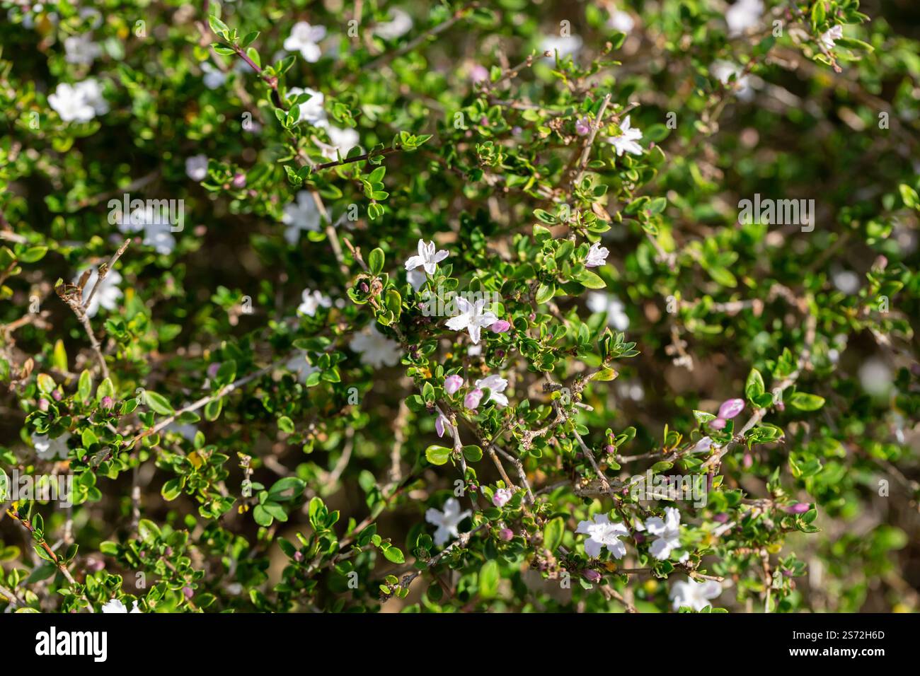 Serissa japonica, o albero di mille stelle, è un arbusto sempreverde in fiore originario dei boschi tropicali del sud-est asiatico. Piccoli fiori bianchi Foto Stock
