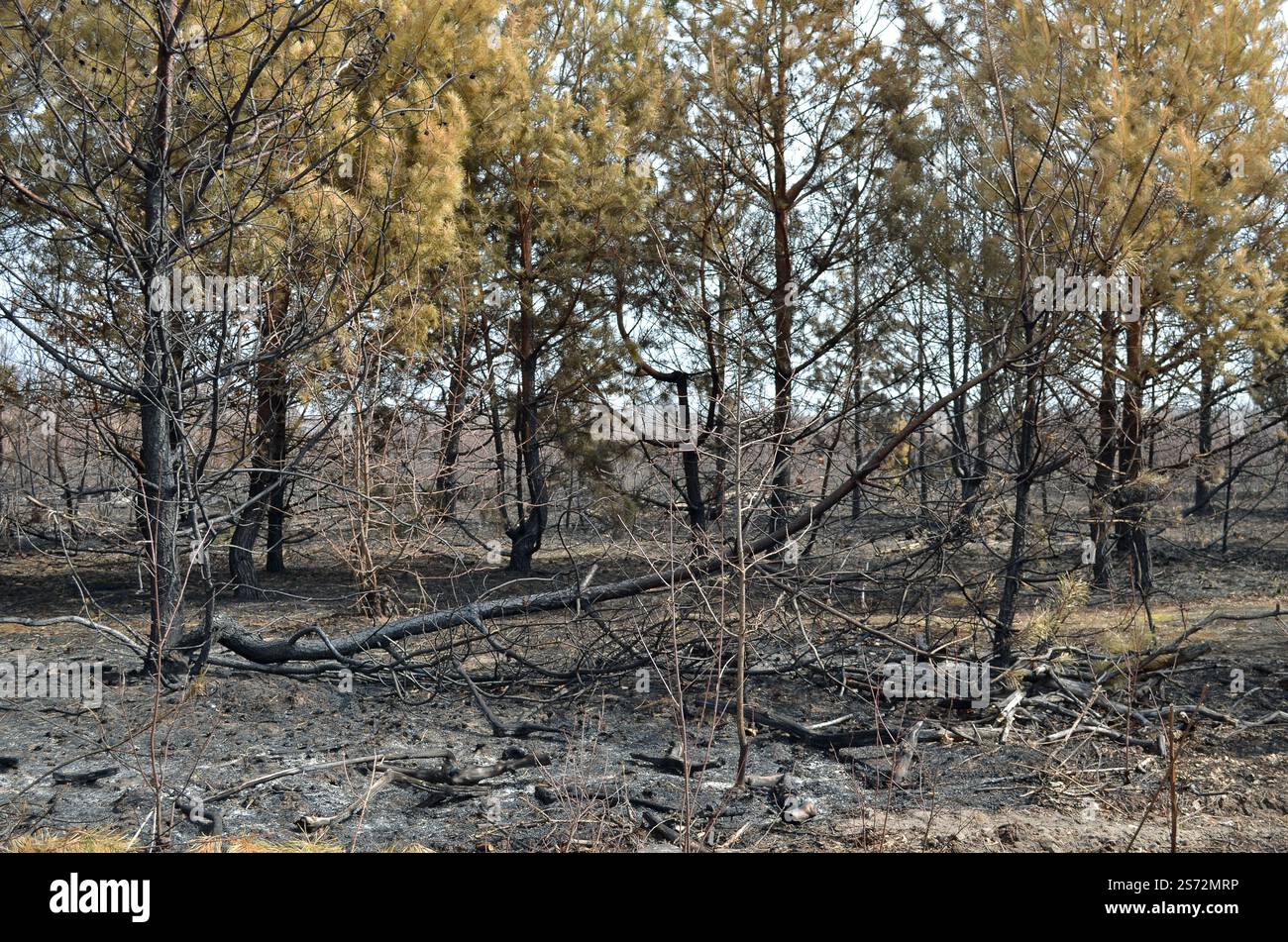 Danni causati dagli incendi boschivi. Tronchi carbonizzati e aghi gialli di pini giovani a seguito del fuoco. Foto Stock