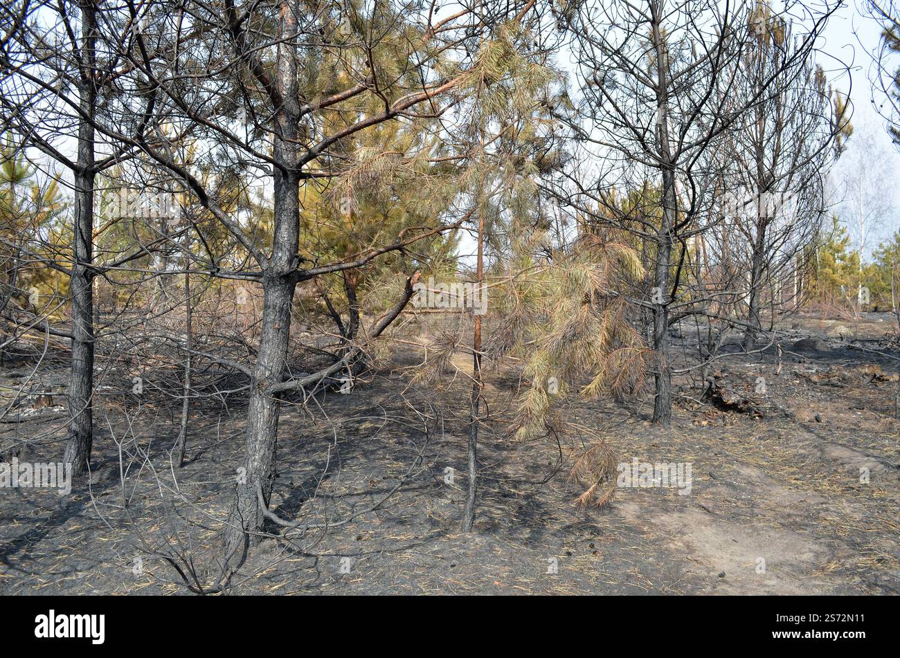 Danni da incendi boschivi. Tronchi carbonizzati di giovani pini e rifiuti bruciati della foresta a seguito dell'incendio. Foto Stock