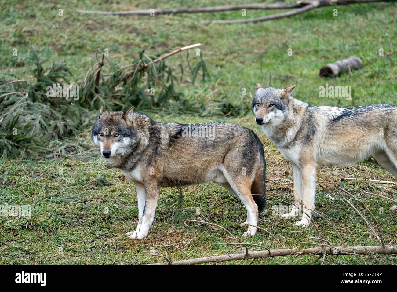 Graywolfs sulla caccia Foto Stock