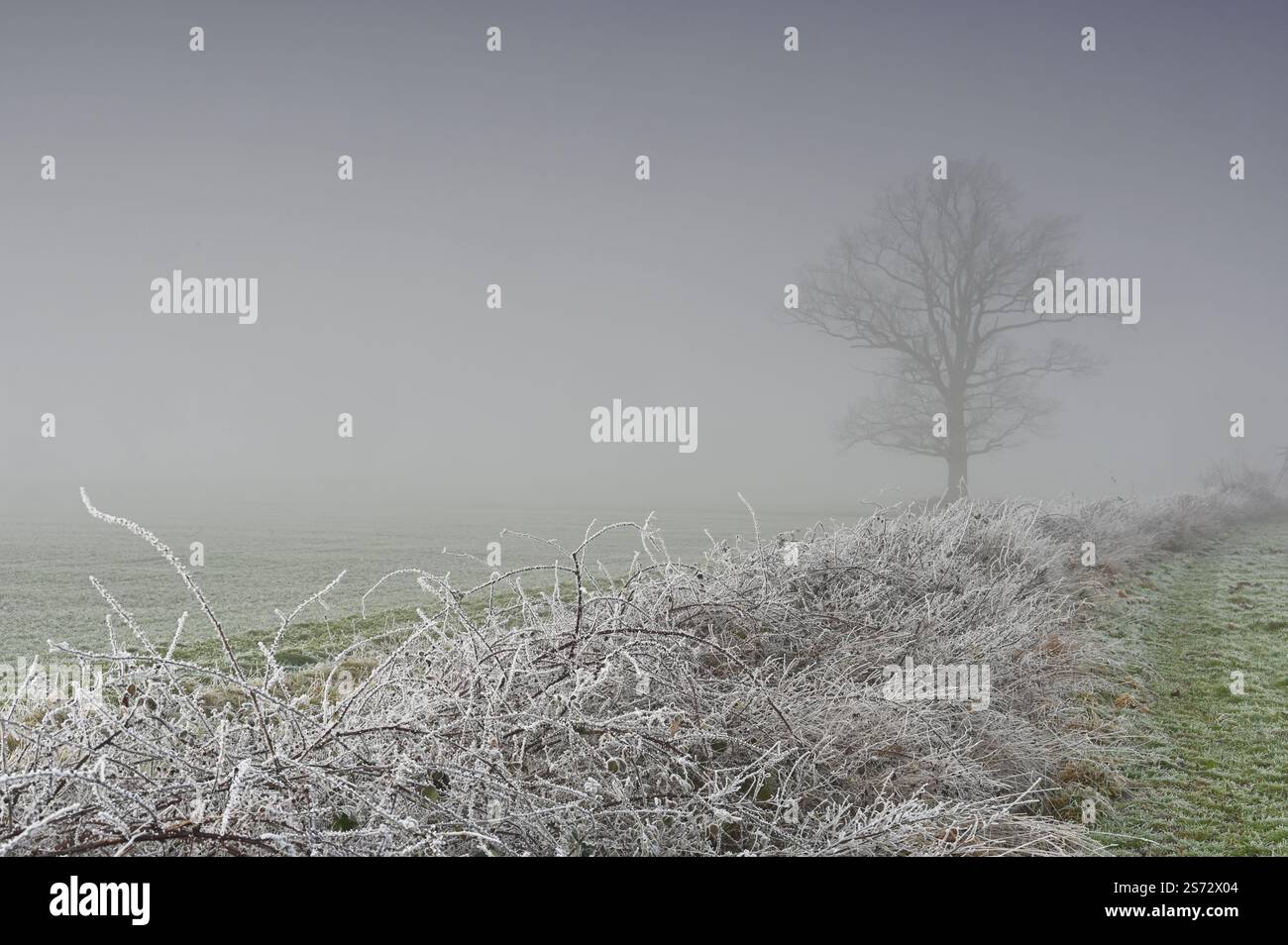 Antico solitario di querce nel suggestivo paesaggio invernale nebbioso Foto Stock