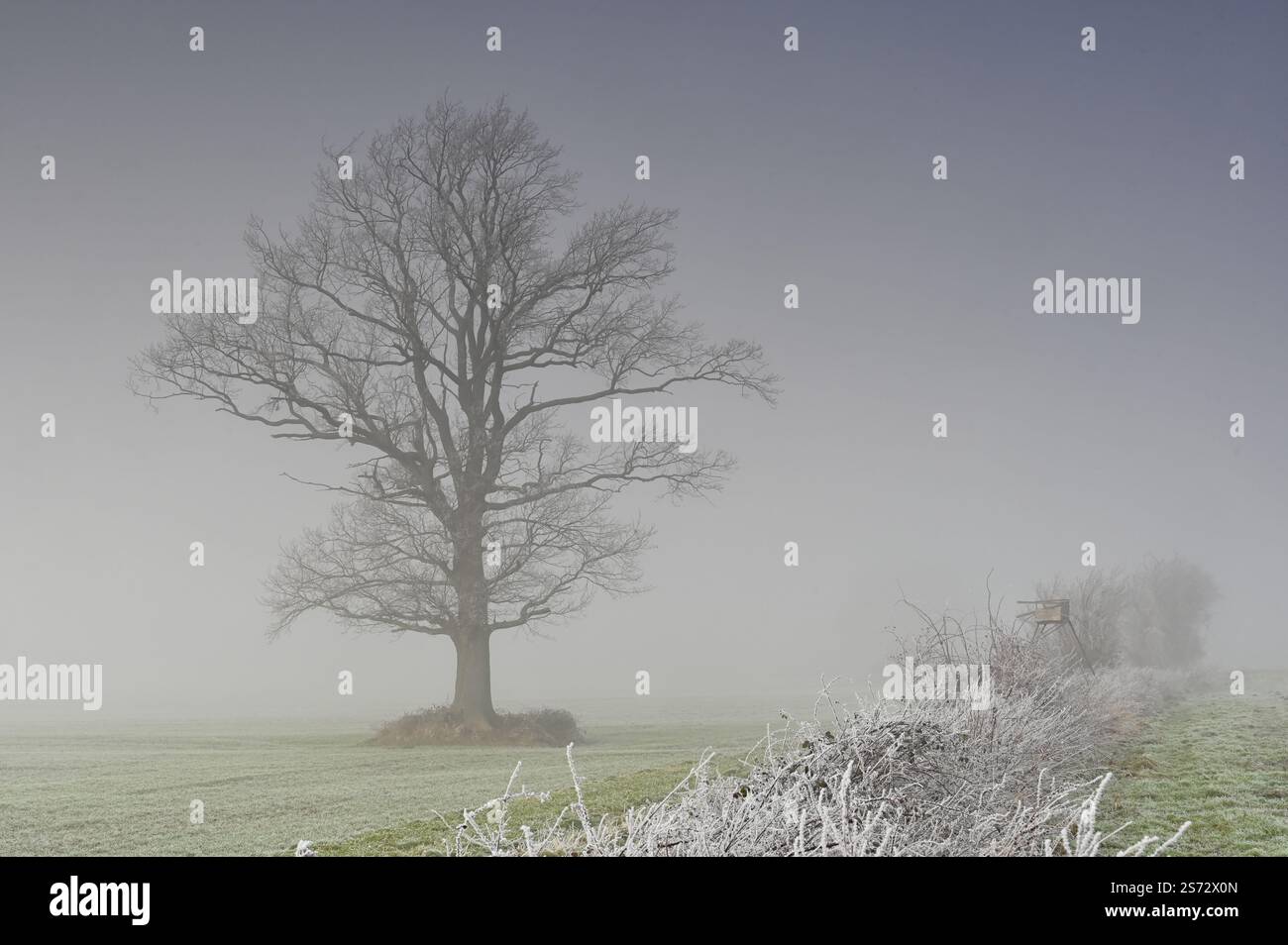 Antico solitario di querce nel suggestivo paesaggio invernale nebbioso Foto Stock